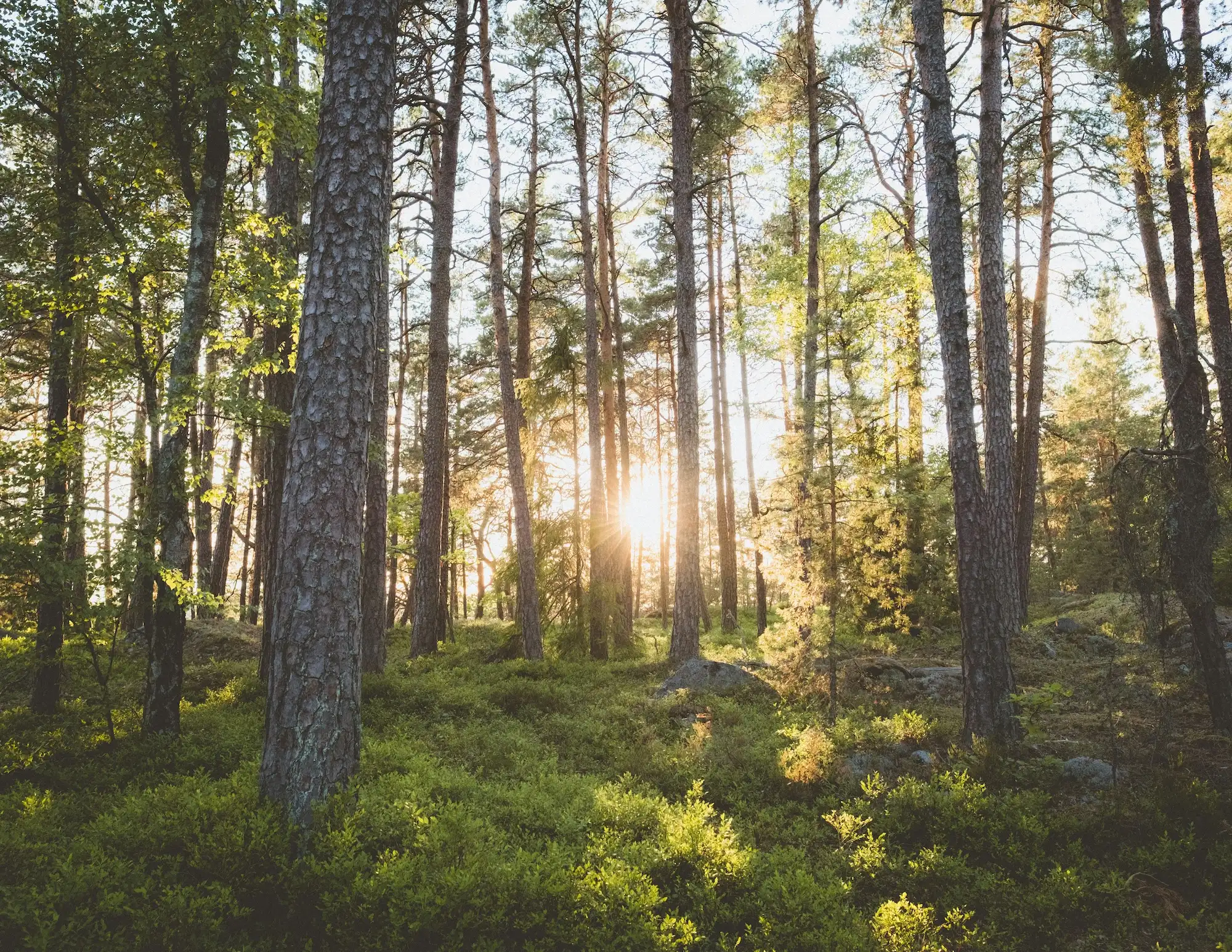 Family enjoying nature walk in Swedish forest